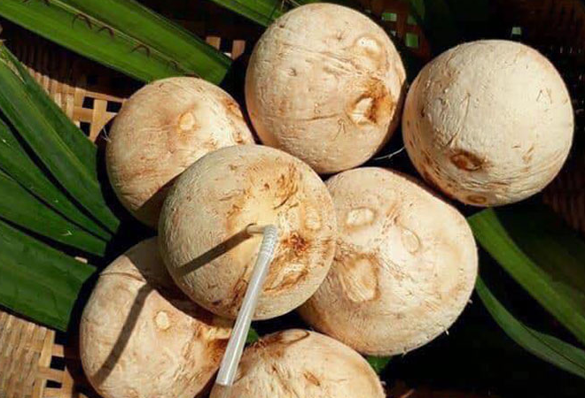 Mua dừa lột vỏ Hà Nội ở đâu