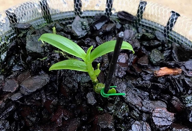 Chơi lan kiếm được tiền tỷ nhanh là có thật