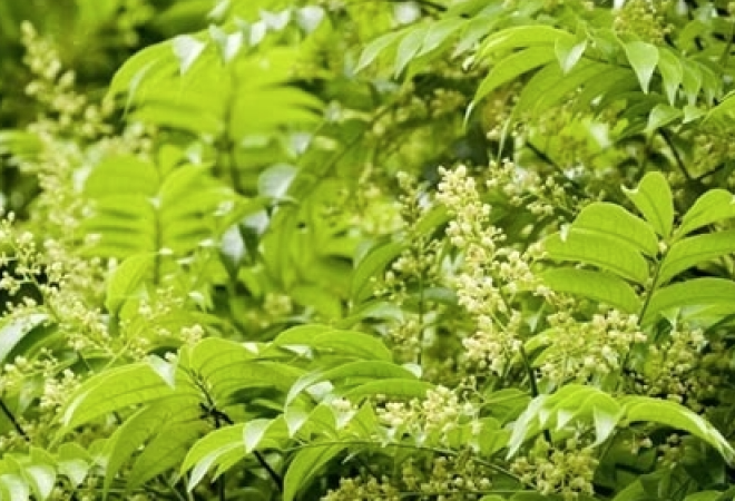 Làm sao để cây sấu ra quả